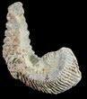 Cretaceous Fossil Oyster (Rastellum) - Madagascar #54418-1